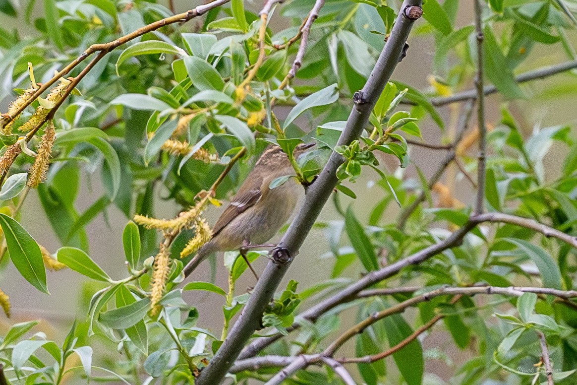 Hume's Warbler - ML619438856