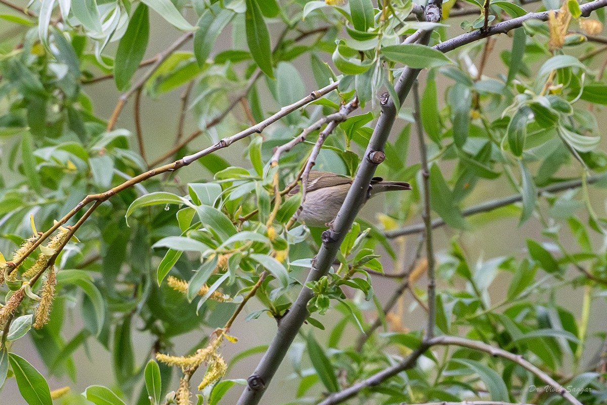 Hume's Warbler - ML619438858