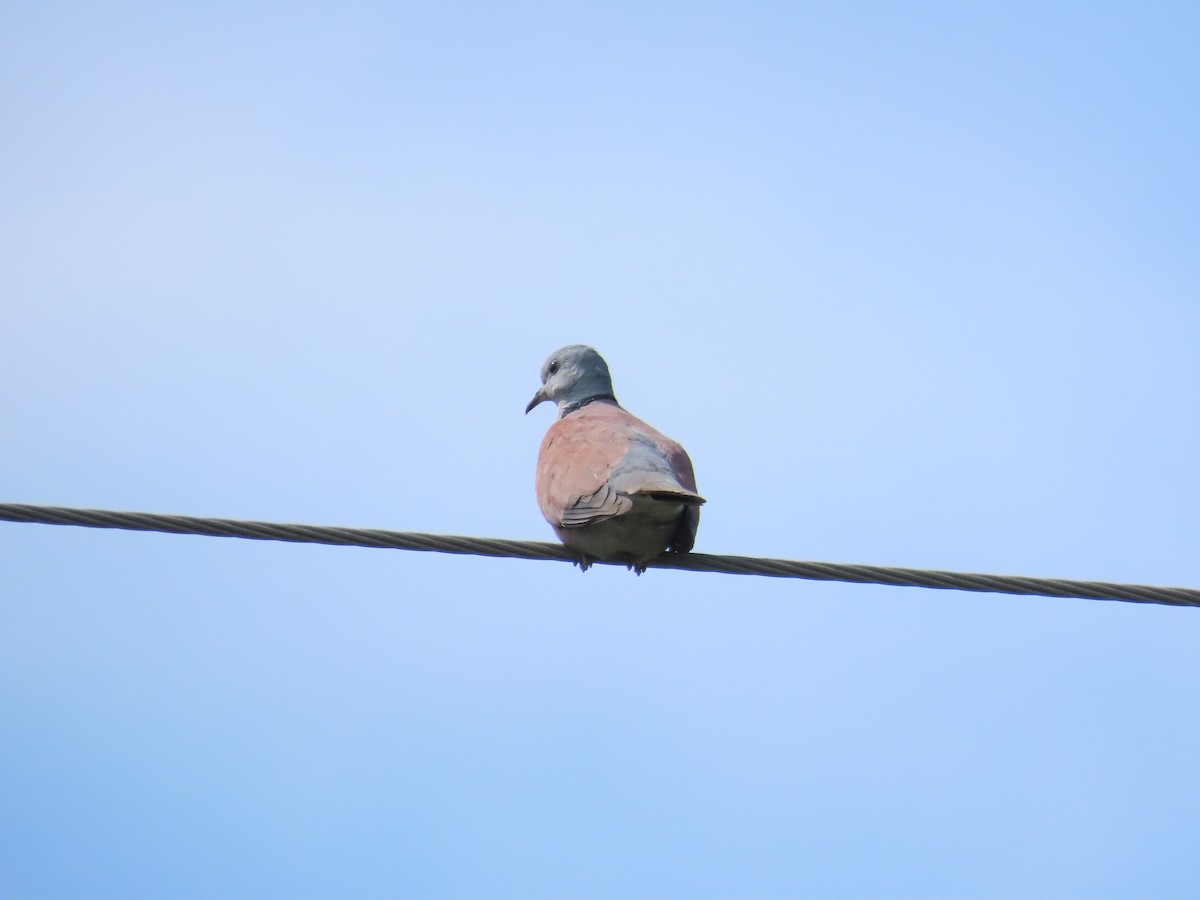 Red Collared-Dove - ML619438864