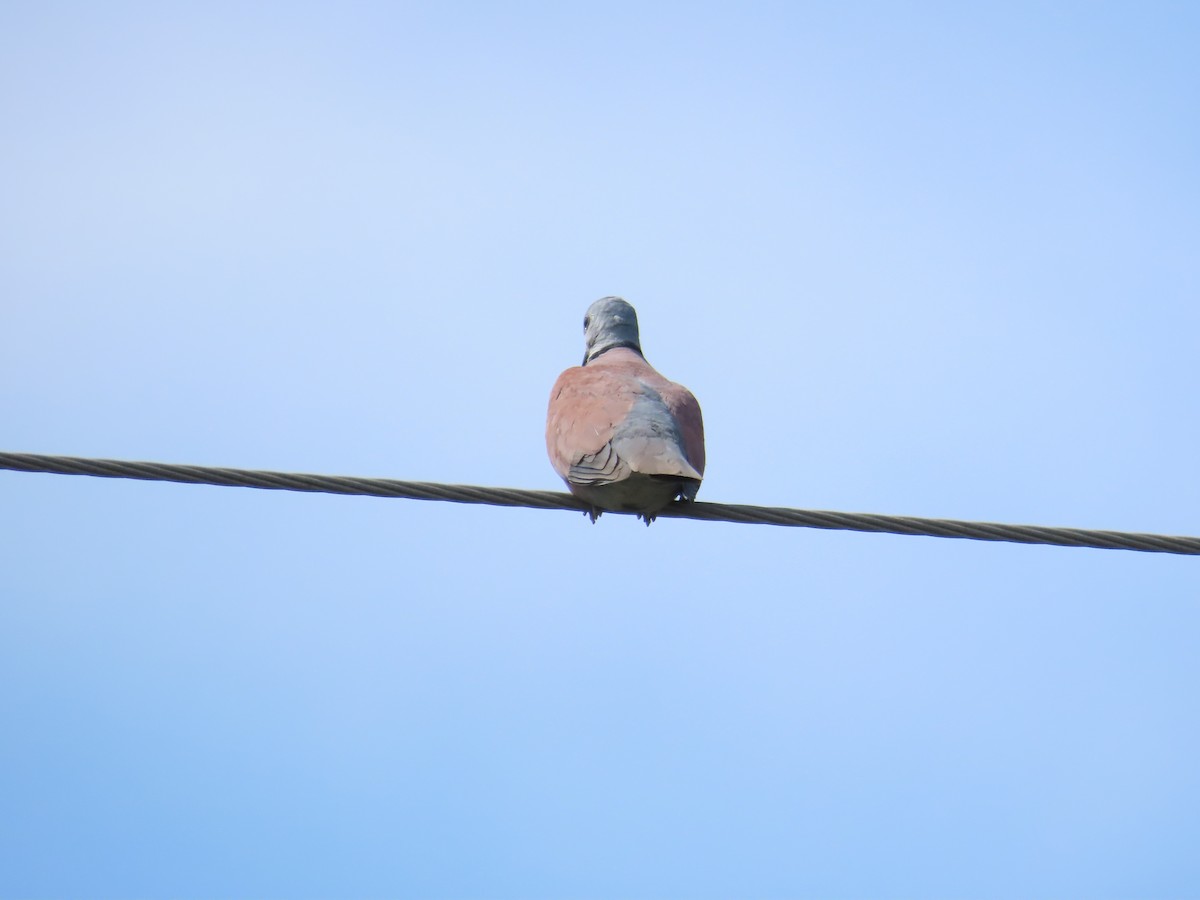 Red Collared-Dove - ML619438865