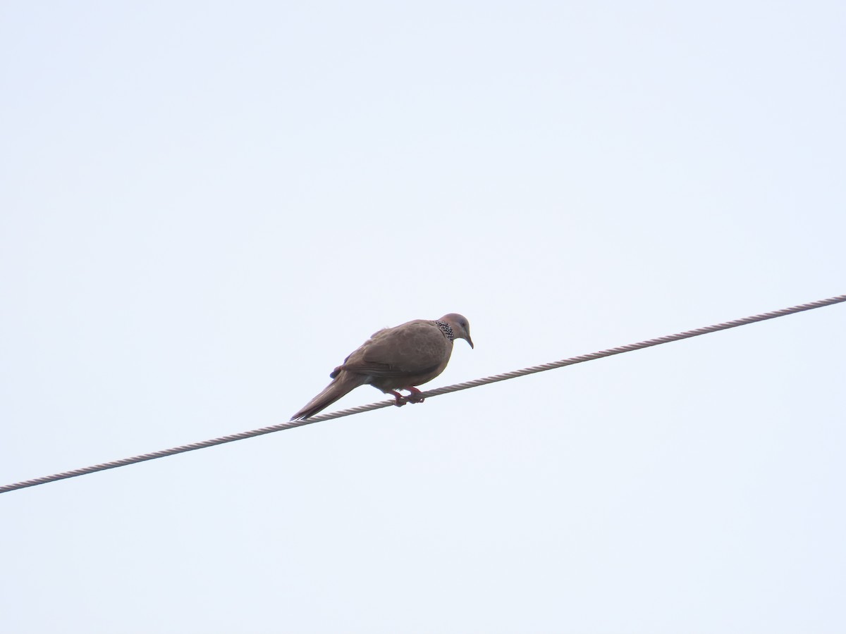 Spotted Dove - ML619438875