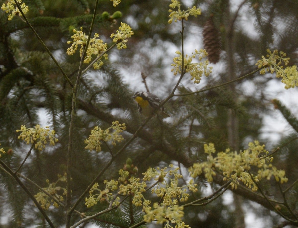 Yellow-throated Warbler - ML619438935
