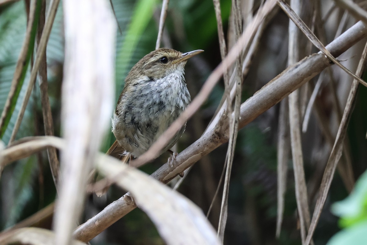 Japanese Bush Warbler - ML619438974