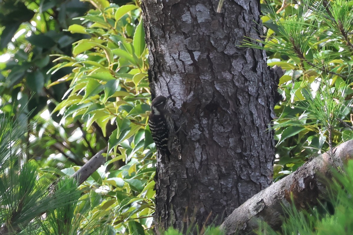 Japanese Pygmy Woodpecker - ML619439007