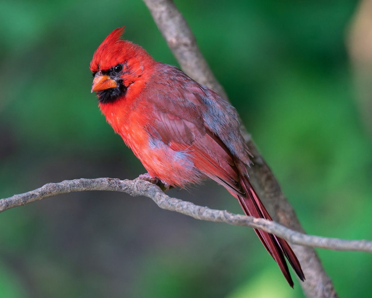Cardinal rouge - ML619439072