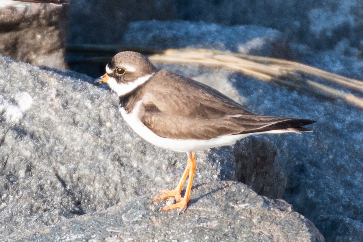 Semipalmated Plover - ML619439110