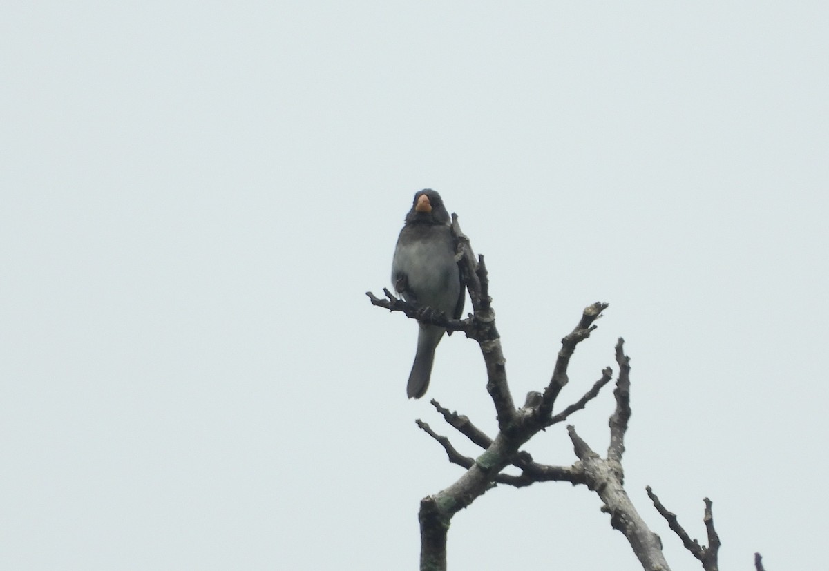Gray Seedeater - ML619439122