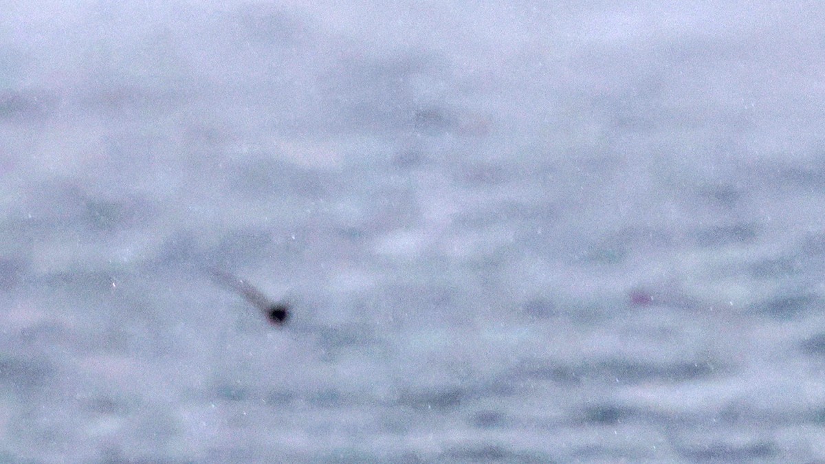 黑叉尾海燕 - ML619439211