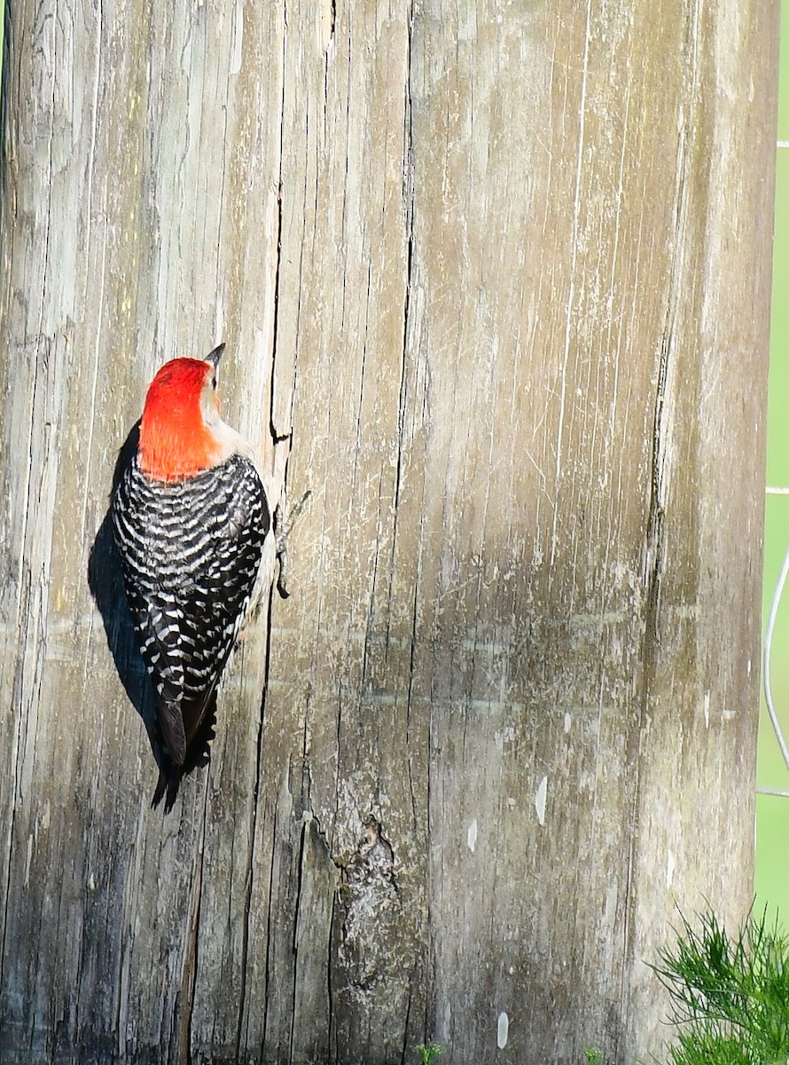 Red-bellied Woodpecker - ML619439218