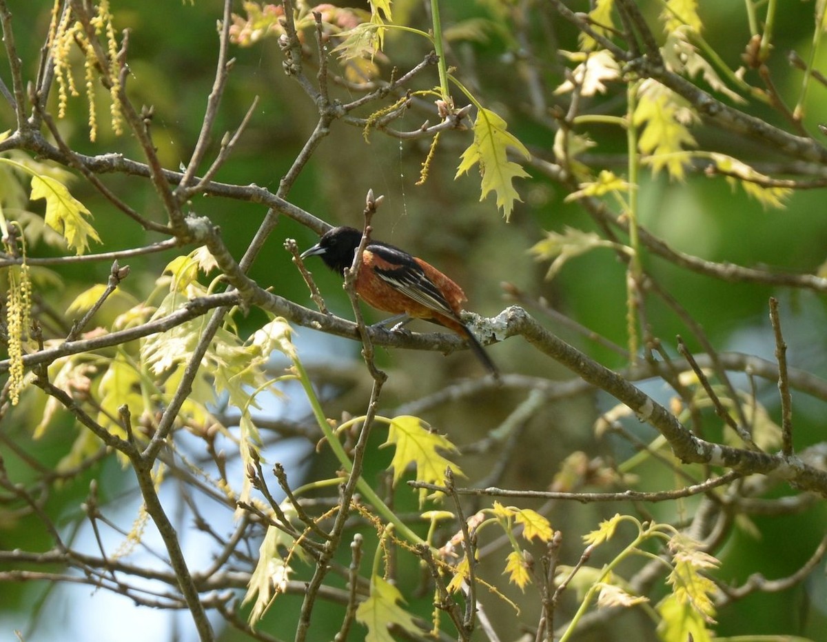 Orchard Oriole - ML619439369