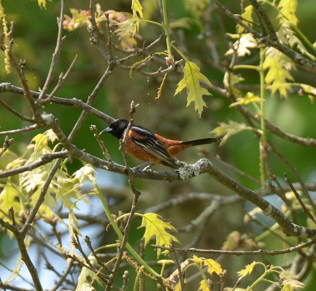 Orchard Oriole - ML619439370