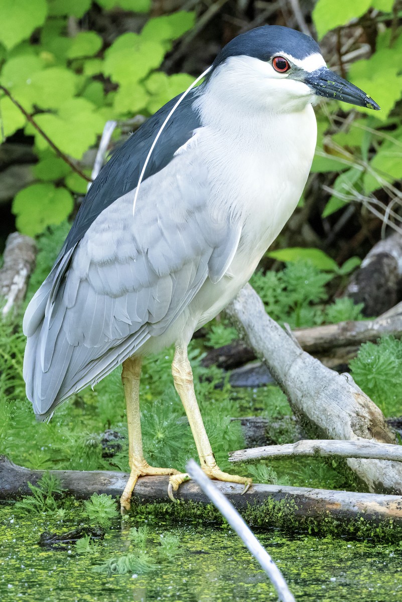 Black-crowned Night Heron - ML619439419