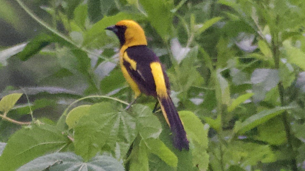 Yellow-tailed Oriole - ML619439424