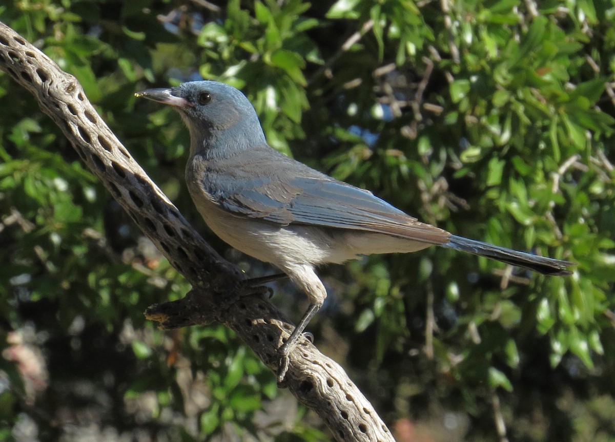 Mexican Jay - ML619439443
