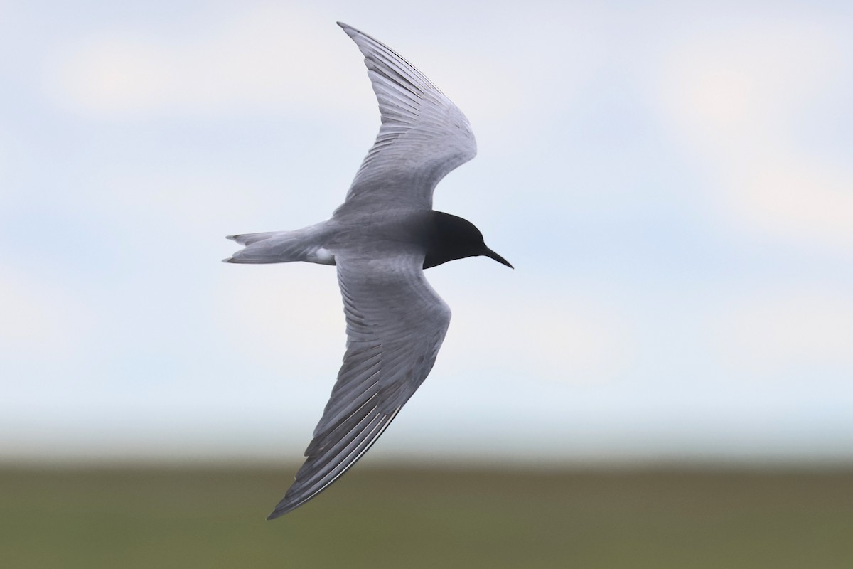 Black Tern (Eurasian) - ML619439446