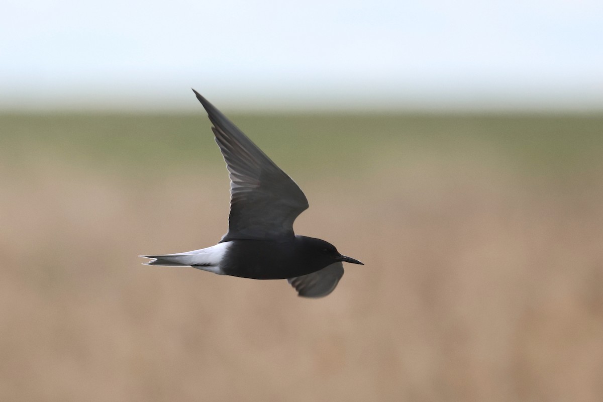 Black Tern (Eurasian) - ML619439449