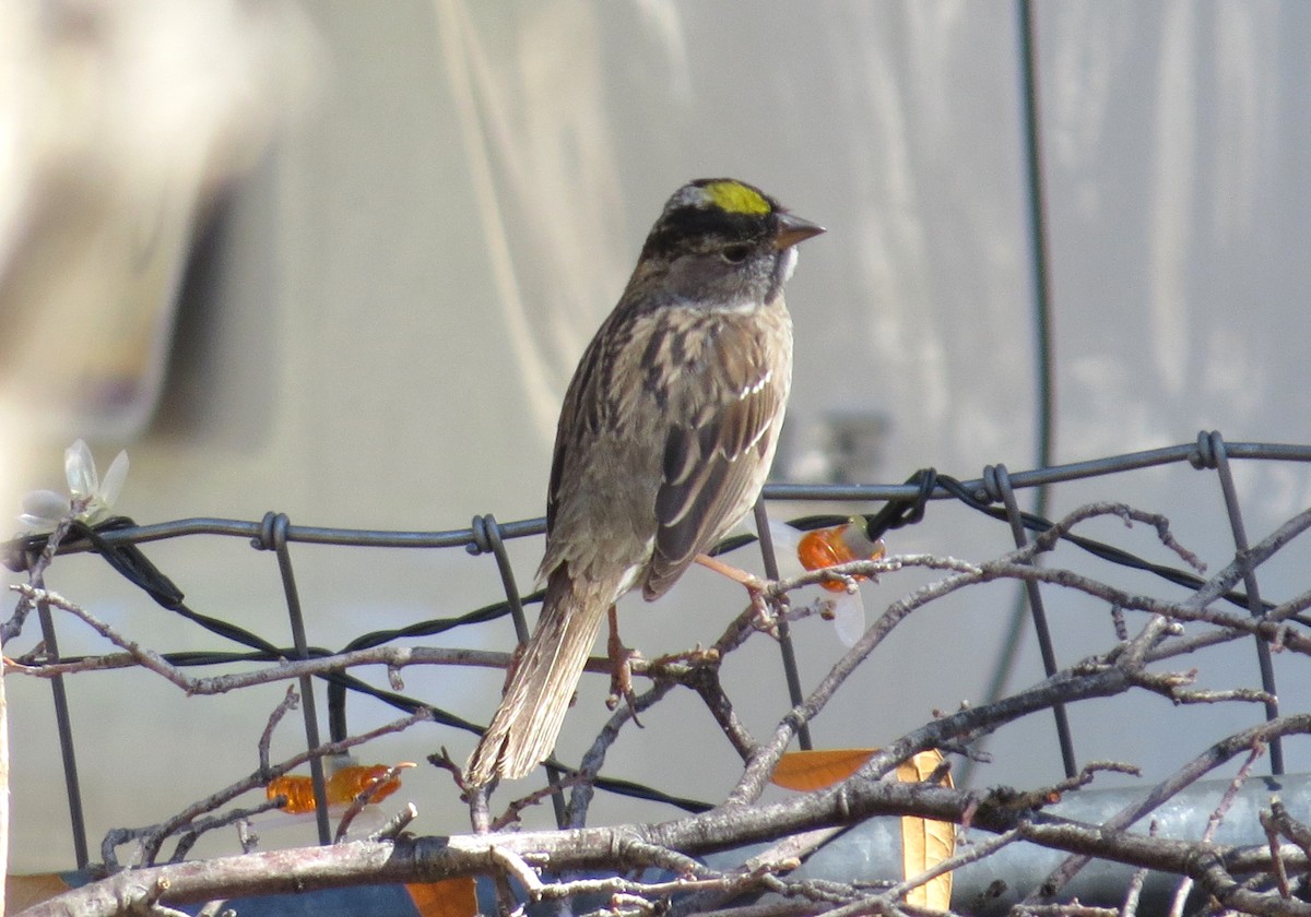 Golden-crowned Sparrow - ML619439453