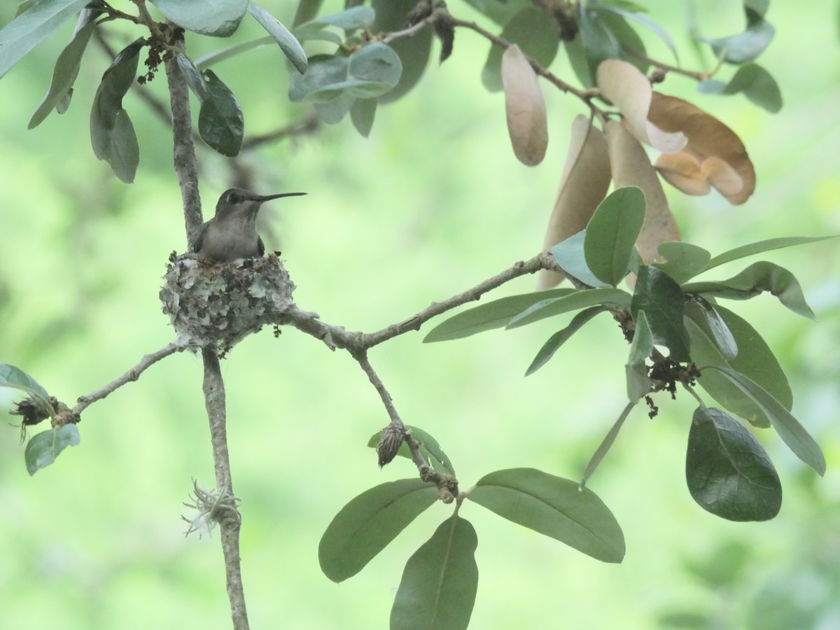 Black-chinned Hummingbird - ML619439479
