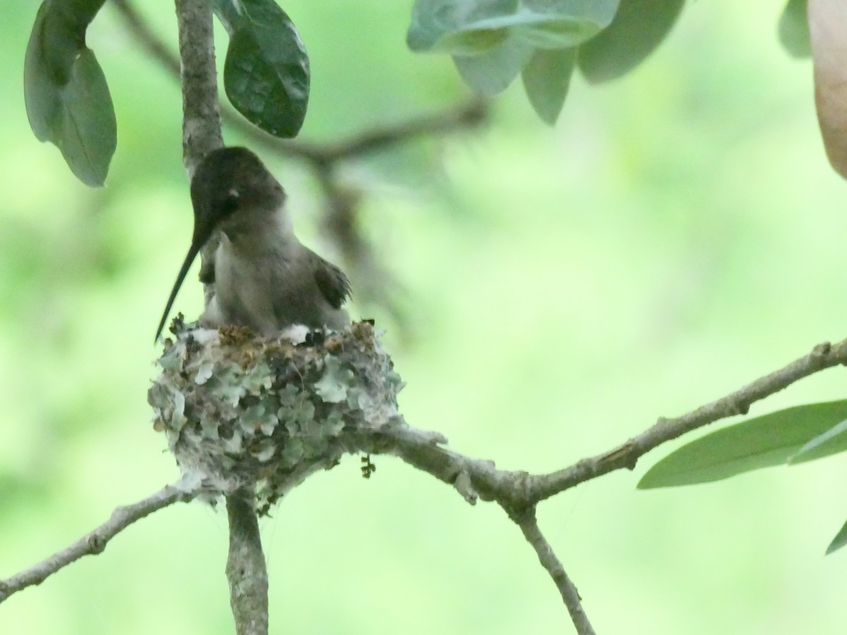 Black-chinned Hummingbird - ML619439481