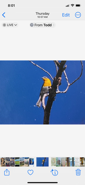 Yellow-breasted Chat - ML619439506