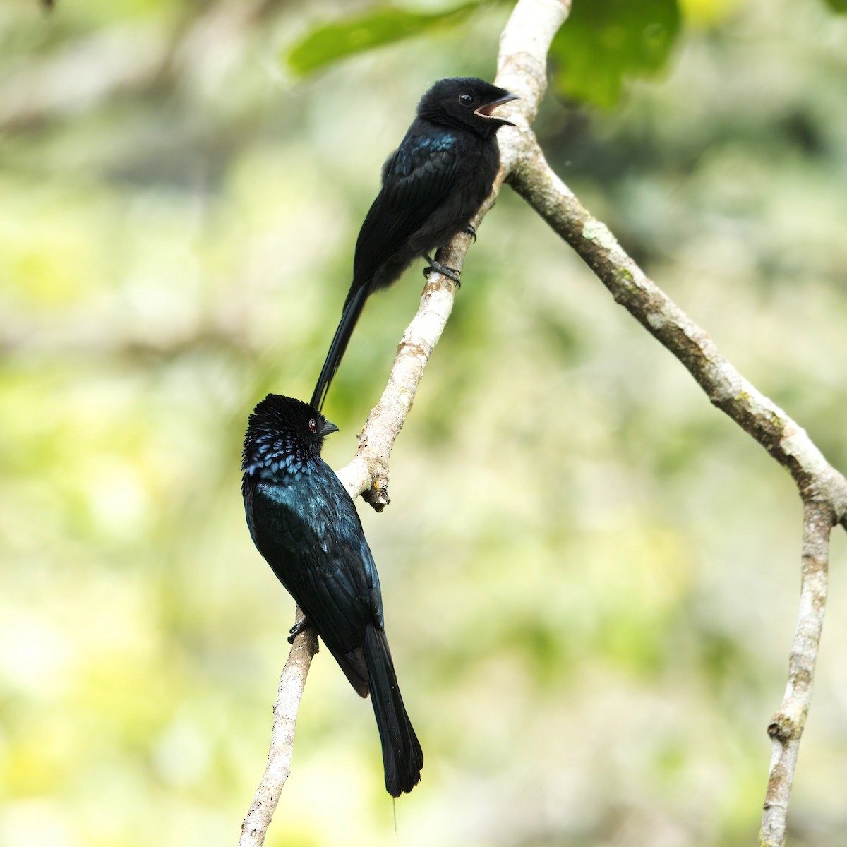 Lesser Racket-tailed Drongo - ML619439510