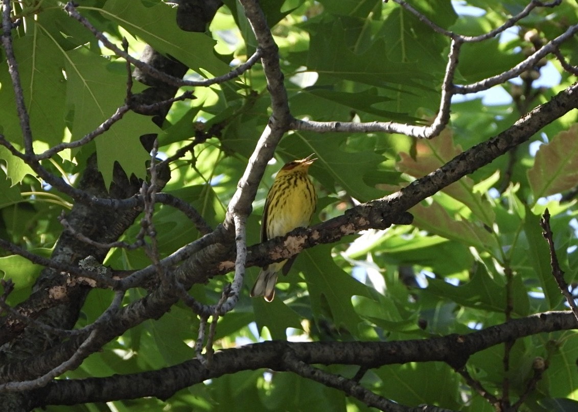 Cape May Warbler - ML619439536