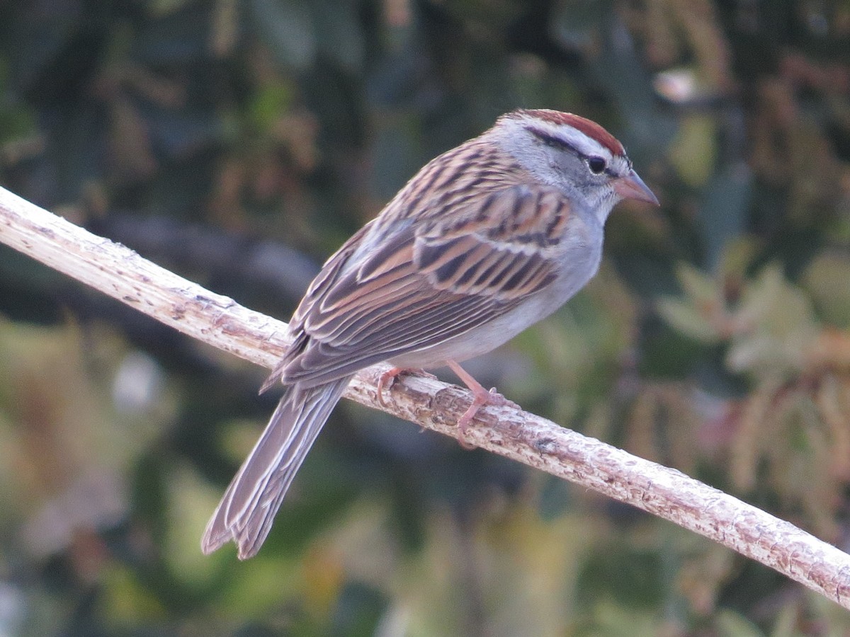 Chipping Sparrow - ML619439548