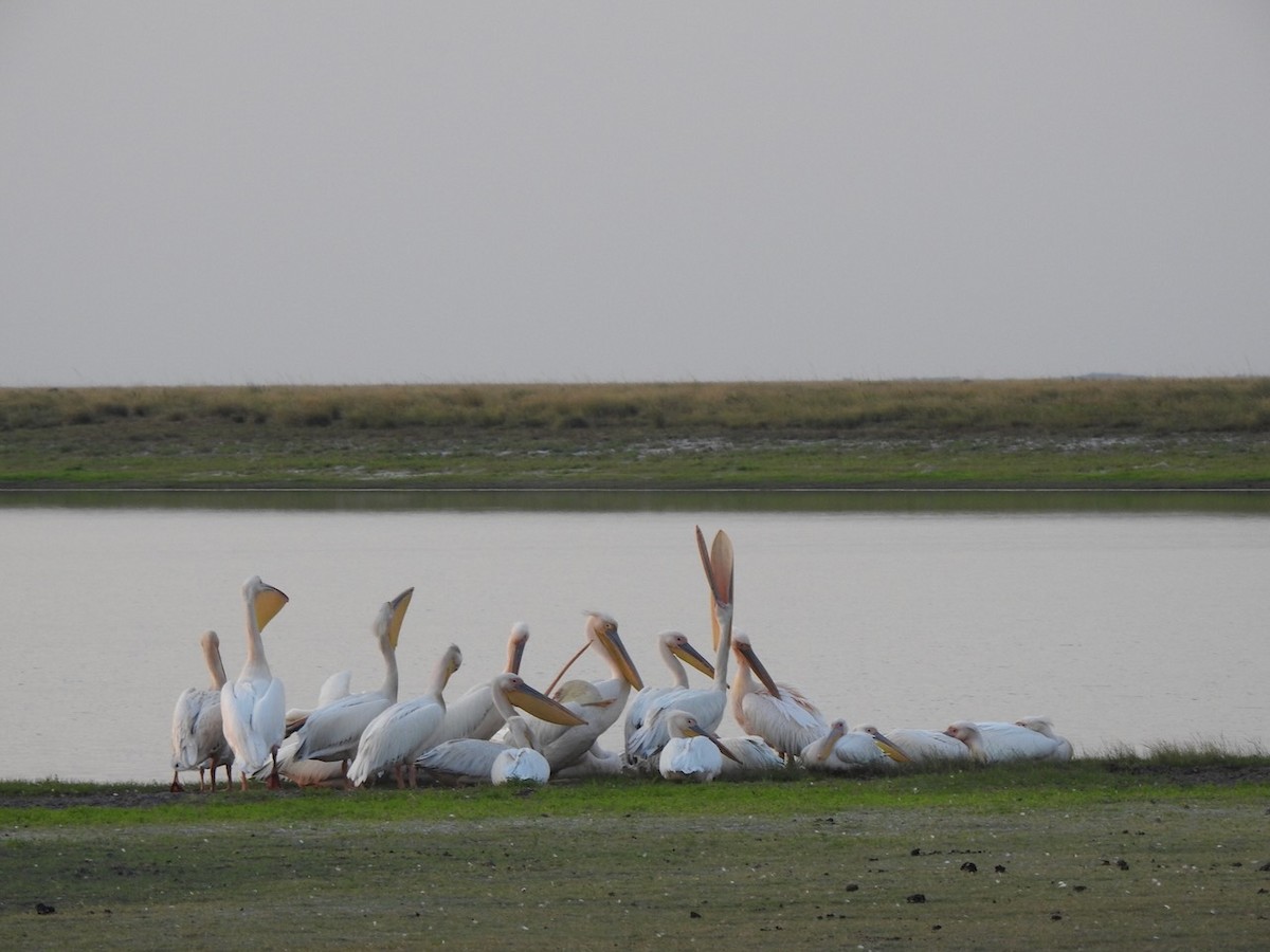 pelikán bílý - ML619439582