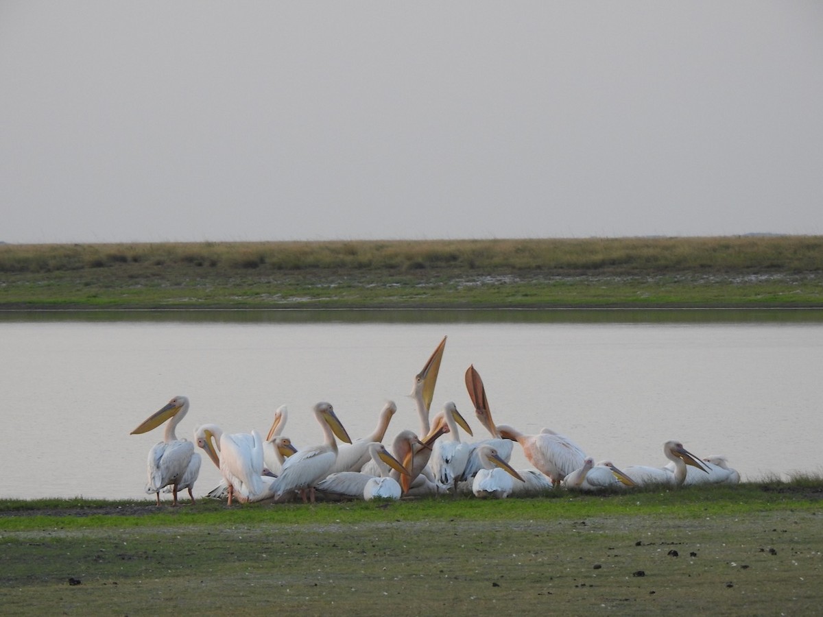 pelikán bílý - ML619439584