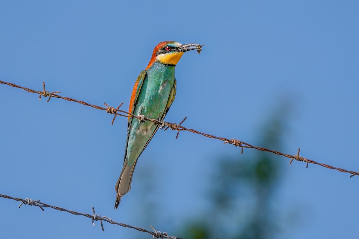 European Bee-eater - ML619439588