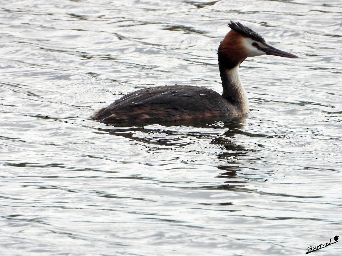 Great Crested Grebe - ML619439592
