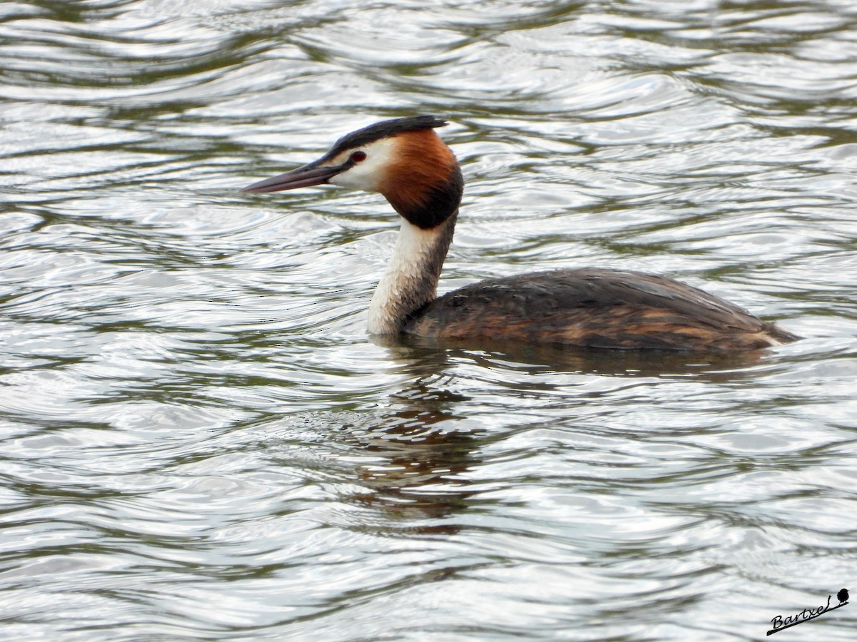 Great Crested Grebe - ML619439593