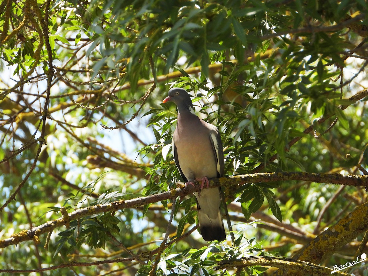 Common Wood-Pigeon - ML619439605