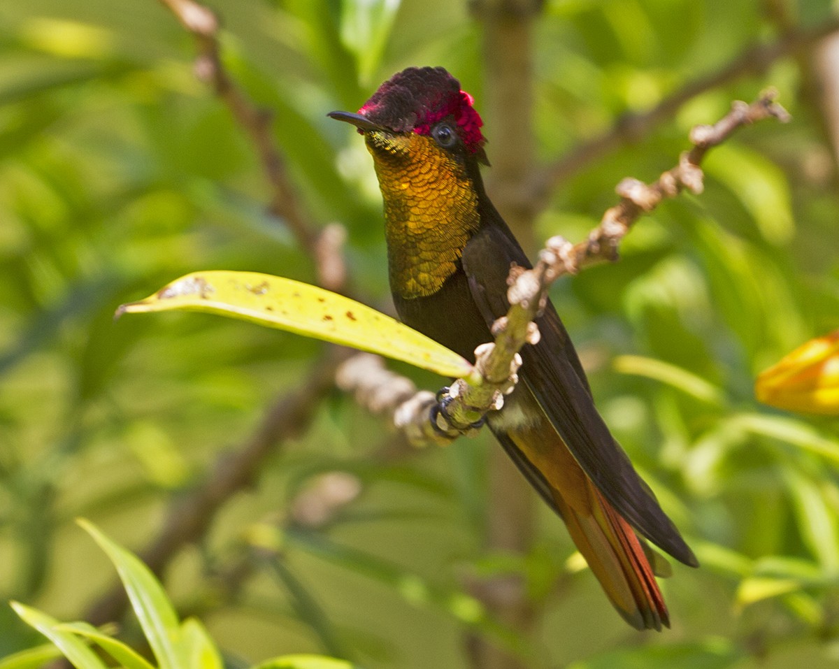 kolibřík červenohlavý - ML619439634