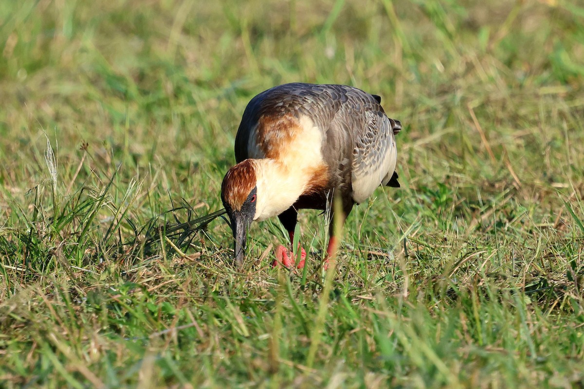 ibis bělokřídlý - ML619439651
