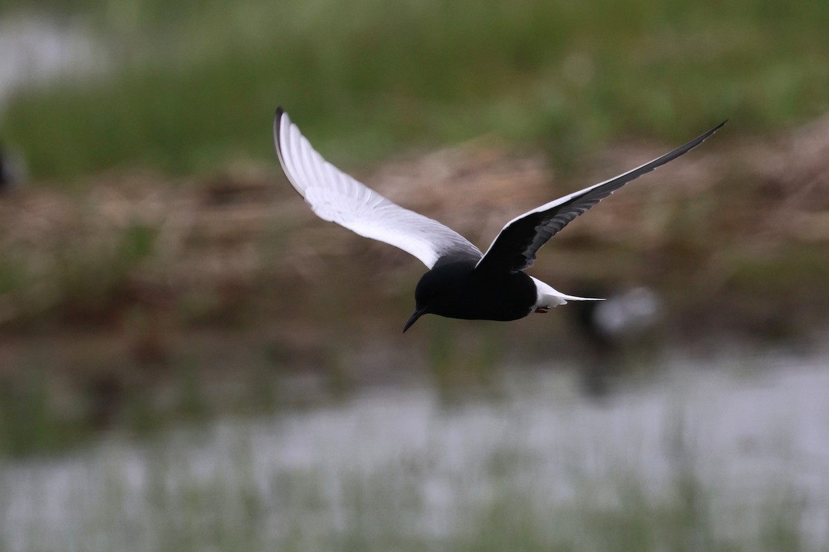 White-winged Tern - ML619439695