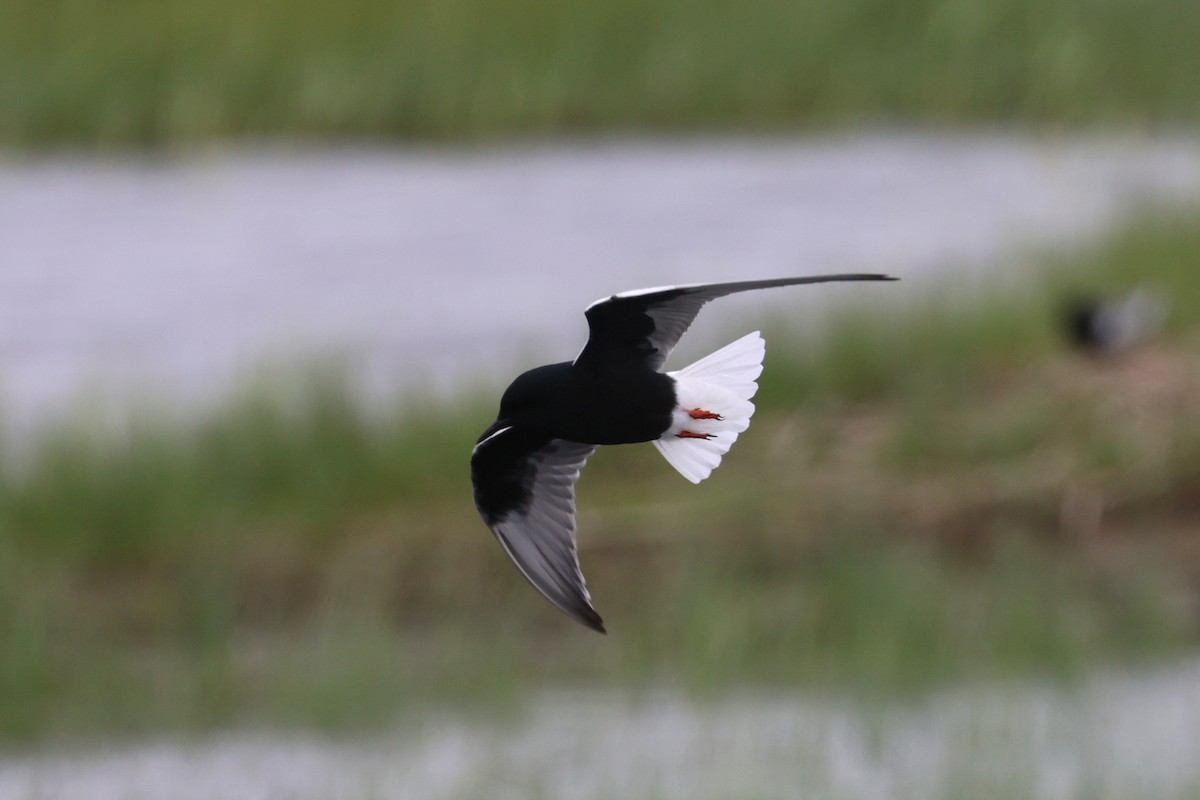 White-winged Tern - ML619439696