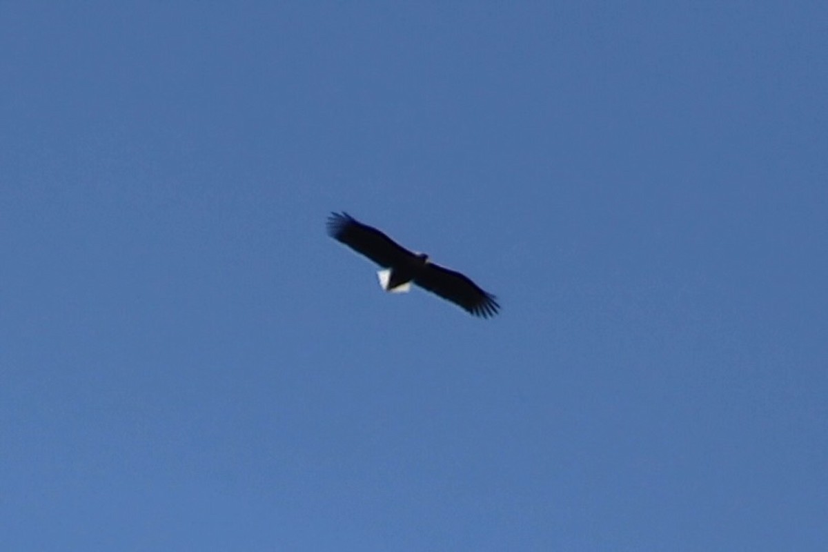 White-tailed Eagle - ML619439724