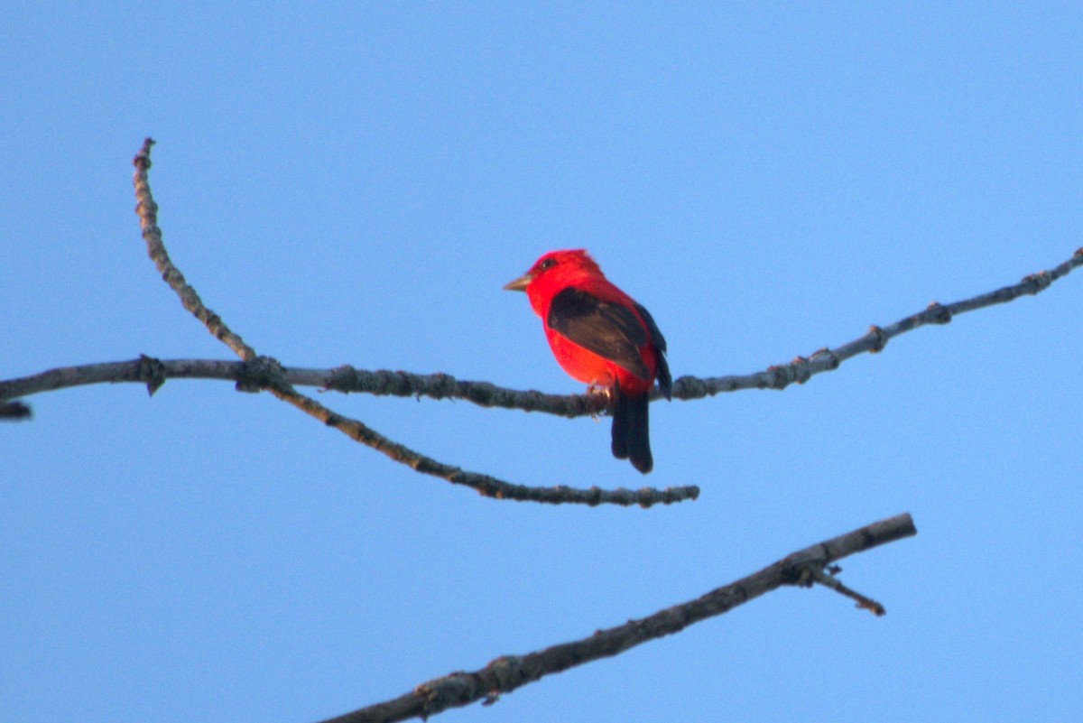 Scarlet Tanager - ML619439743