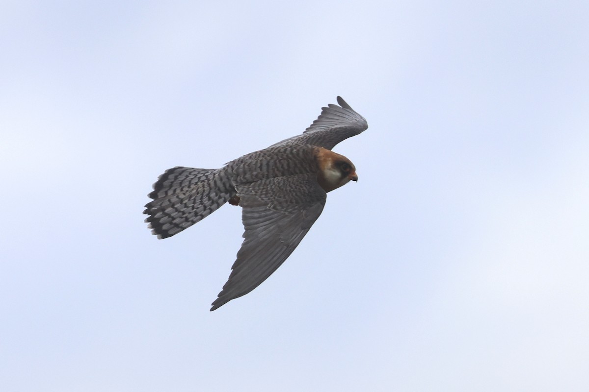 Red-footed Falcon - ML619439798