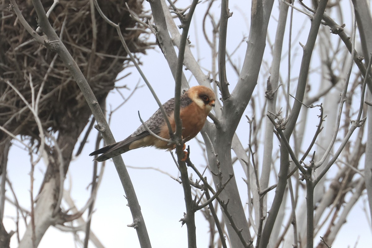 Red-footed Falcon - ML619439799