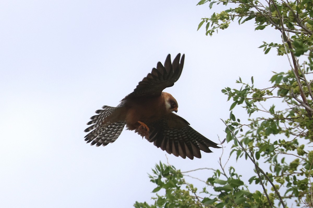 Red-footed Falcon - ML619439800