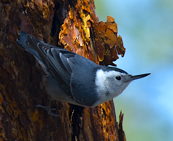 White-breasted Nuthatch - ML619439819