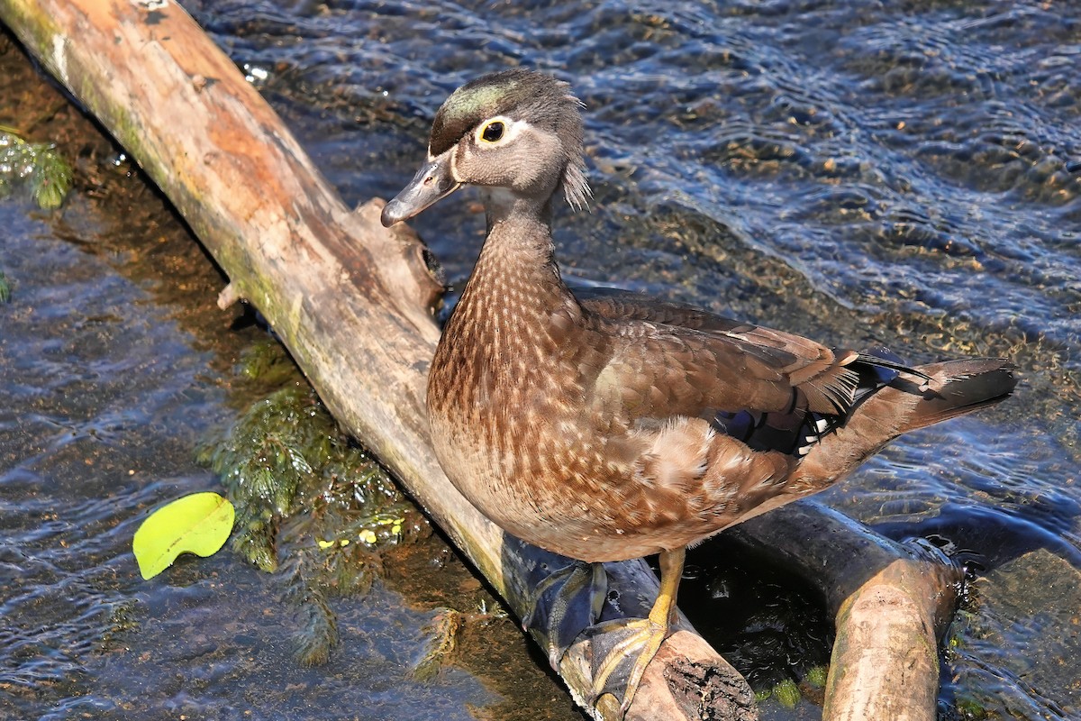 Wood Duck - ML619439848