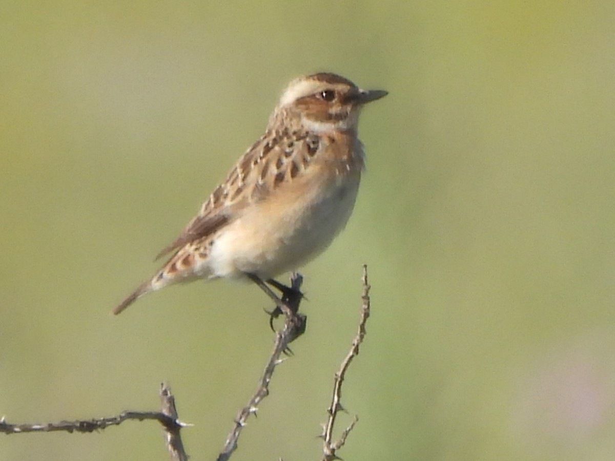 Whinchat - ML619439864