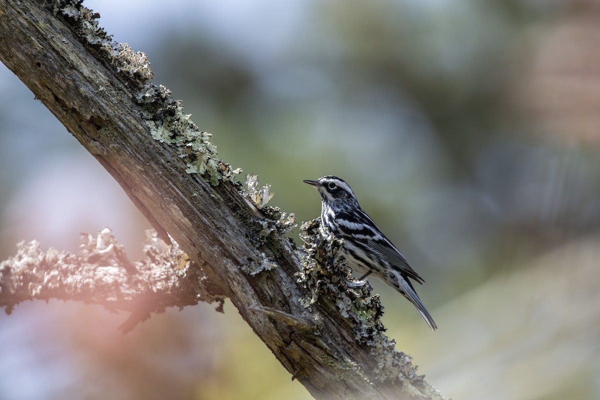 Black-and-white Warbler - ML619439869