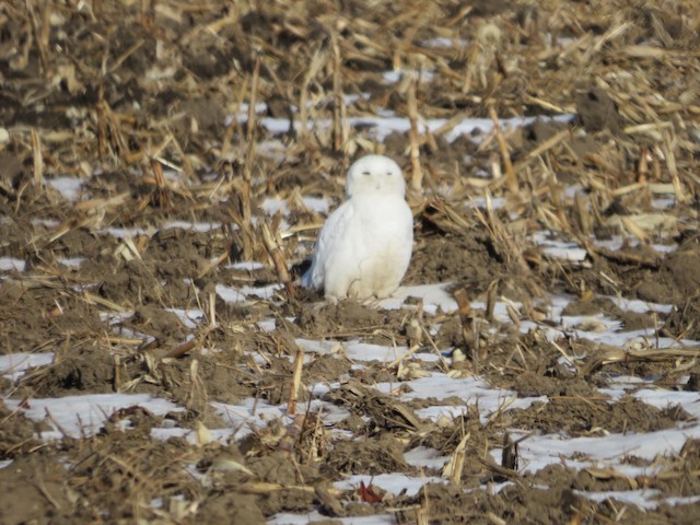 Snowy Owl - ML619439870