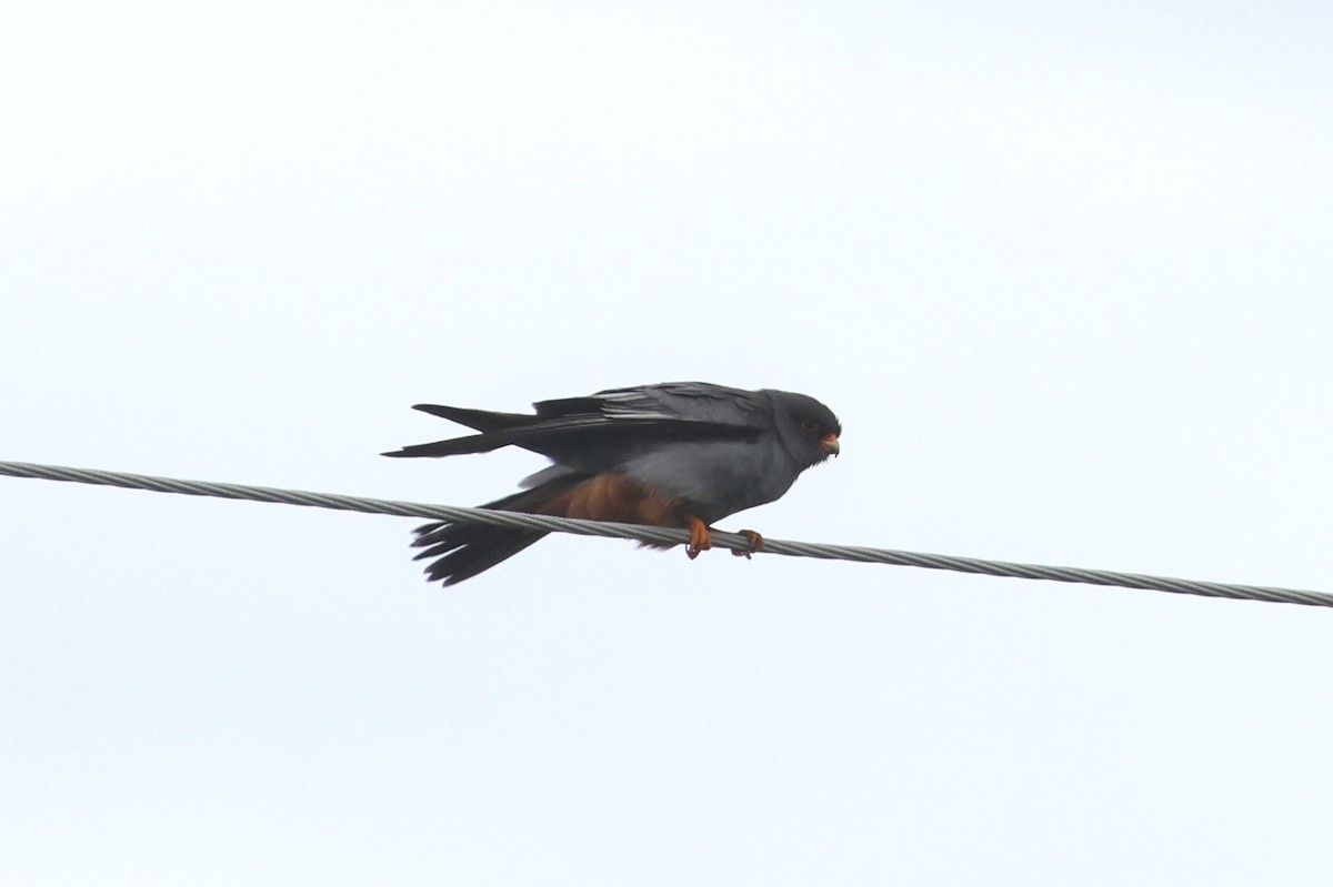 Red-footed Falcon - ML619439884