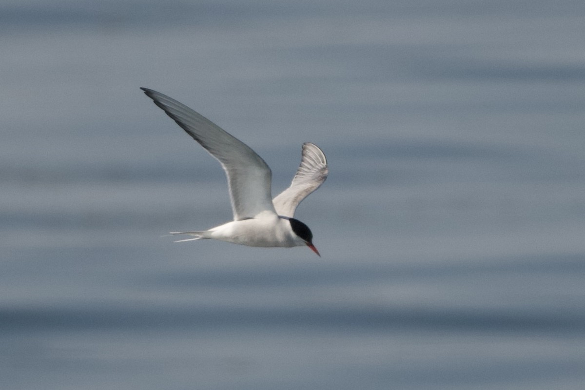 eBird Checklist - 22 May 2024 - Toronto--Colonel Samuel Smith Park - 24 ...