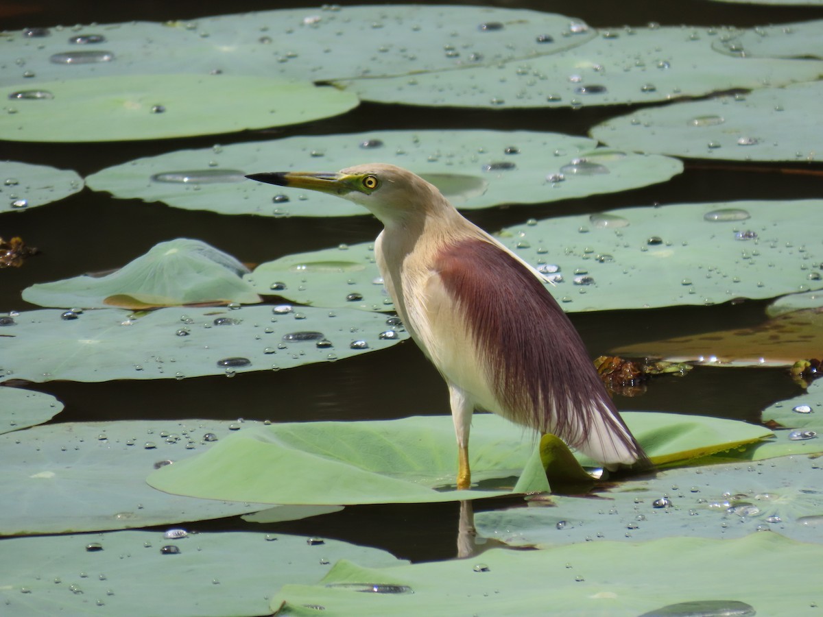 Indian Pond-Heron - ML619439945